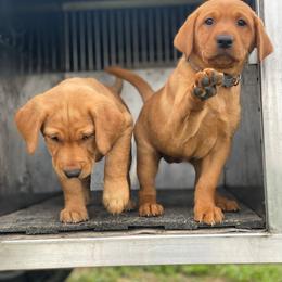 Labrador Retriever Puppies from Red Tide Retrievers