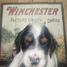 Ralf - Blue belton and tan (tri-color) male English Setter puppy in Morrice, Michigan from Wild Bird Setters