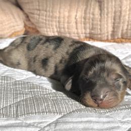 Dachshund Puppies from Signatures Mini Dachshunds