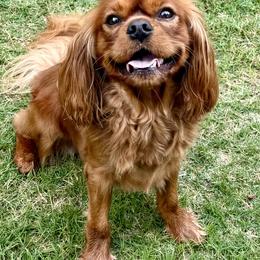 Turner - Cavalier King Charles Spaniel