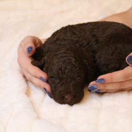 Aussiedoodle Puppies from Aspen River Doodles