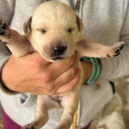 Female 1 - Yellow female Labrador Retriever puppy in Yamhill, Oregon from FitzGerald Kennels