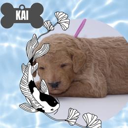 Kai - White male Bernedoodle puppy in Westminster, South Carolina from Goldendoodlepuppiessc