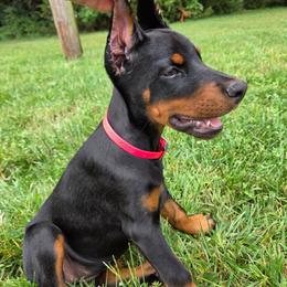 Clementine - Black and rust female Doberman Pinscher puppy in Bruce Township, Michigan from Eminent Dobermans