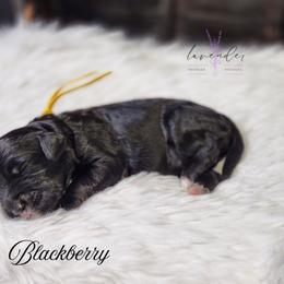 Blackberry - Black female Cockapoo puppy in Mancelona, Michigan from Lavender poodles & doodles