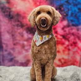 Brutus - Goldendoodle