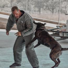 Belgian Malinois and xDutch Shepherd All Grown Up from Alliance K9