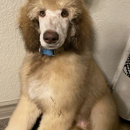 Poodle Puppies from Mars  Glitz Poodles