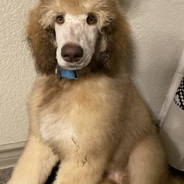Poodle Puppies from Mars  Glitz Poodles