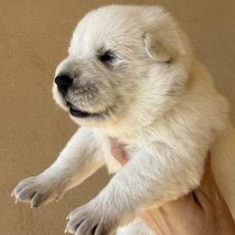 Ace - White male German Shepherd puppy in Bexar County, Texas from Scenic Creek German Shepherds and White Swiss Shepherds
