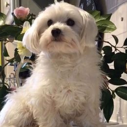 Maltese and Yorkshire Terriers from Little Dog Farm