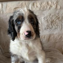 Penny - female Australian Mountain Doodle puppy in Snook, Texas from Snook Acres Doodles