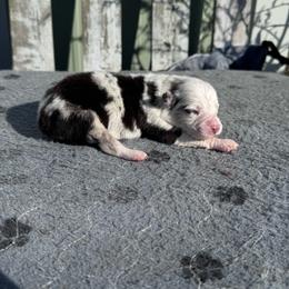 Milky Way - Blue merle male Australian Shepherd puppy in Laotto, Indiana from Circle B working Aussies