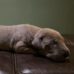 Piston - Blue male Great Dane puppy in French Creek, West Virginia from Villa-Danes Von Kraus