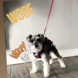 JaMili - Miniature Schnauzer