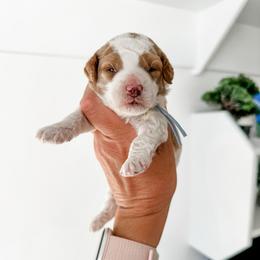 Princeton - Parti male Goldendoodle puppy in Pleasant Grove, Utah from Destination Doodles