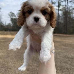 Cavalier King Charles Spaniel Puppies from Farmhouse Cavaliers NC