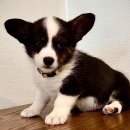 Nash (Yellow collar) - Black and white male American Corgi puppy in Omaha, Arkansas from DnD Corgis