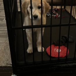 Golden Retriever Puppies from Rangel Family Goldens
