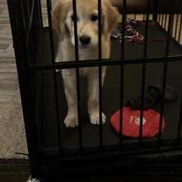 Golden Retriever Puppies from Rangel Family Goldens