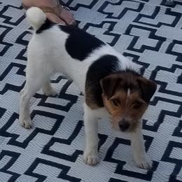 Billy - Russell Terrier