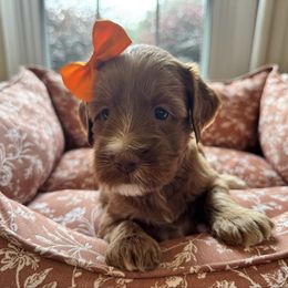 Pumpkin - Red female Australian Labradoodle puppy in Summerfield, North Carolina from Four Oaks Labradoodles