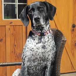 Harley - German Shorthaired Pointer