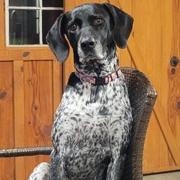 Harley - German Shorthaired Pointer