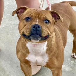 Confetti - Staffordshire Bull Terrier
