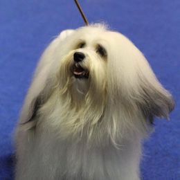 Biewer Terrier and Havanese All Grown Up from Lordocs