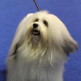 Biewer Terrier and Havanese All Grown Up from Lordocs