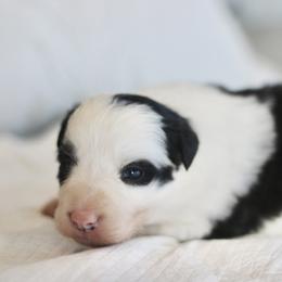 Lucy - Black and white female Border Collie puppy in Hesperus, Colorado from I&A Border Collies