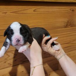 Rachel - Brown and white female Saint Bernard puppy in Lowpoint, Illinois from Minnie's Majestic Saints