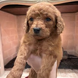 Pink Collar Girl - Red  female Goldendoodle puppy in Meridian, Mississippi from Magnolia Poodles and Doodles