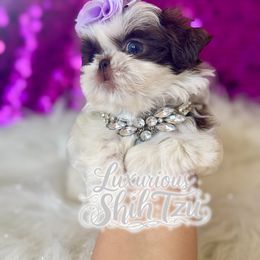 AKC TINY BIJOU - Liver and white female Shih Tzu puppy in Los Angeles, California from 💎Luxurious Shih tzu💎