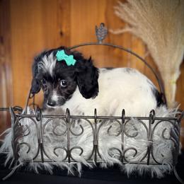 Aspen (Parti Female) - Black and white female Companion Cross puppy in Waldron, Arkansas from Kay’s Cutie Poos