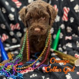 Chippy - Chocolate female Australian Labradoodle puppy in Rhode Island from Highland Beach Labradoodles