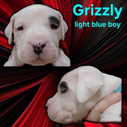 Boy 1 -light blue boy - White male Dogo Argentino puppy in Blythe, California from Dogos del Gran Reino