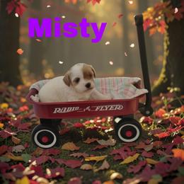 Purple girl - Parti female Yorkshire Terrier puppy in Inverness, Florida from Luvayorkie&more
