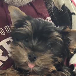 Puppy 1 - Black and tan male Yorkshire Terrier puppy in Elizabeth, Indiana from Dwayne’s Yorkshire Terriers