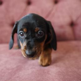 Crow - Black and tan male Dachshund puppy in Temecula, California from Naomi Magee's Dachshund Kennel