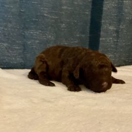 Brown girl - female Golden Mountain Doodle puppy in Blue Springs, Missouri from Jeanie’s Doodles