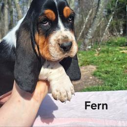 Fern - Black brown and white male Basset Hound puppy in Mack's Creek, Missouri from Mack's Creek Basset Hounds