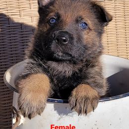 German Shepherd Puppies from Argohof Shepherds