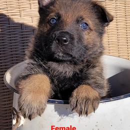 German Shepherd Puppies from Argohof Shepherds
