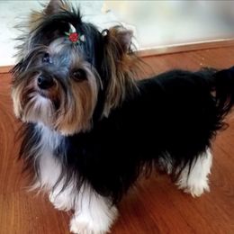 Yorkshire Terriers from Katherine's Yorkies