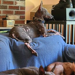 Peruvian Inca Orchid All Grown Up from Stoney Brooks Reg.