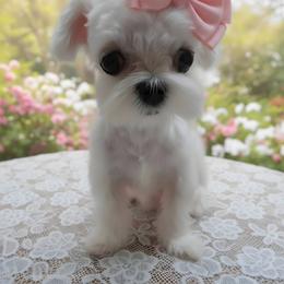 Lilli (Spicy Cakes) - White female Maltese puppy in Fresno, California from Soua's Pups