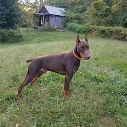 Doberman Pinscher All Grown Up from Saxbell Dobermans