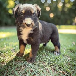 Jett - Black tri-color male Australian Shepherd puppy in Statesville, North Carolina from Charming Australian Shepherds